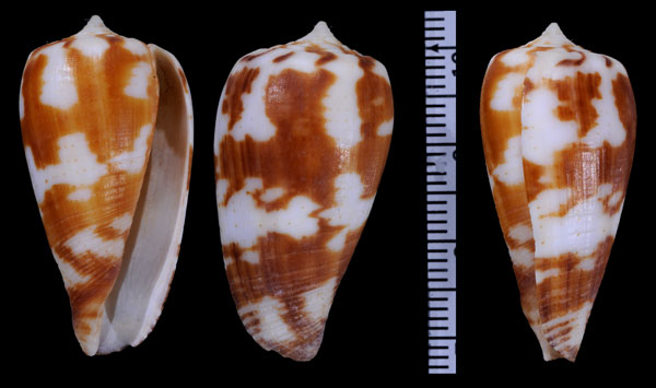 コブリヒロクチイモ Conus pica small