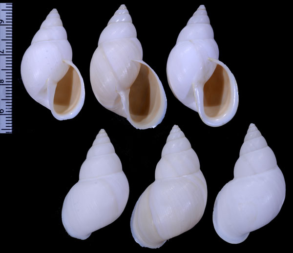 トドスメキシコトウガタマイマイ (仮称) Naesiotus pallidior vegexspiza small