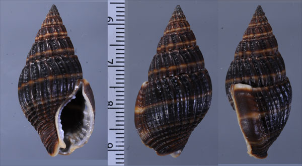 シワクリイロヨフバイ (仮称) Nassarius olivaceus approximata