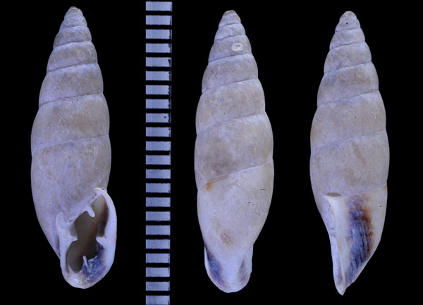 カクレオニグチギセル (仮称) Bahiensis occultus small