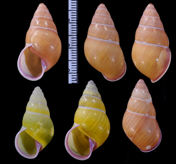ハナヤカクチベニマレーマイマイ (仮称) Amphidromus placidus small