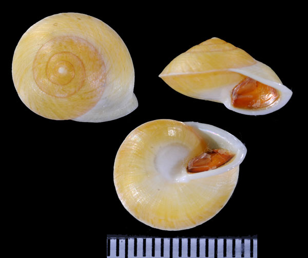 イグアペヤマキサゴ (仮称) Helicina iguapensis small