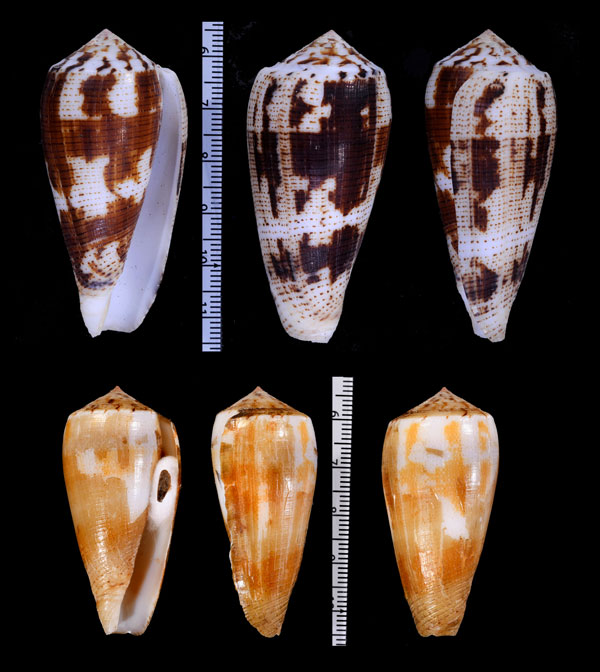 モヨウヤキイモ Conus magus assimilis small