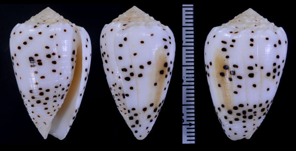 ゴマフイモ Conus pulicarius pulicarius small