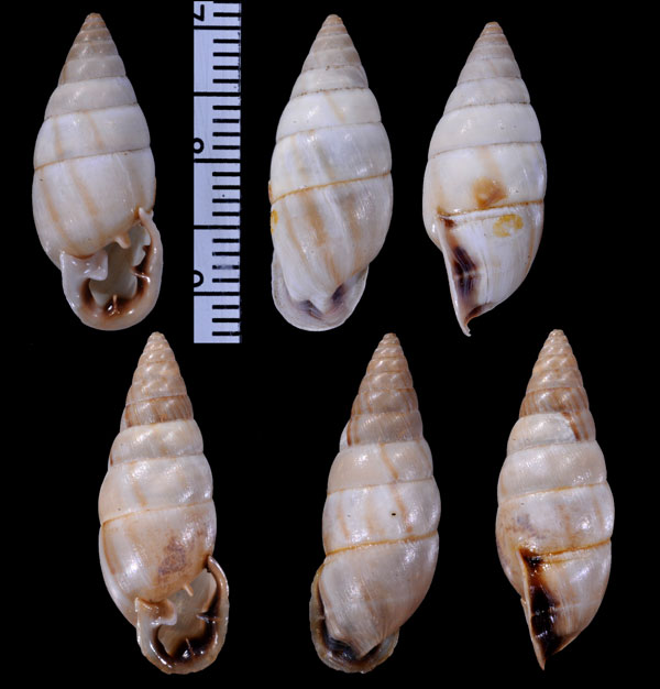 ヒロクチフクレアラハダマイマイ (仮称) Cyclodontina fasciata small