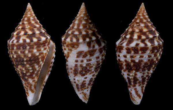 アンドレメンツムイモ (仮称) Conus andremenezi small