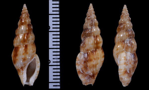 マドゥラツヤシャジク (仮称) Horaiclavus madurensis