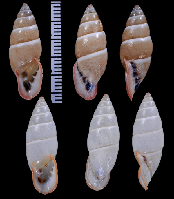 クチベニオニグチギセル (仮称) Bahiensis punctatissimus small