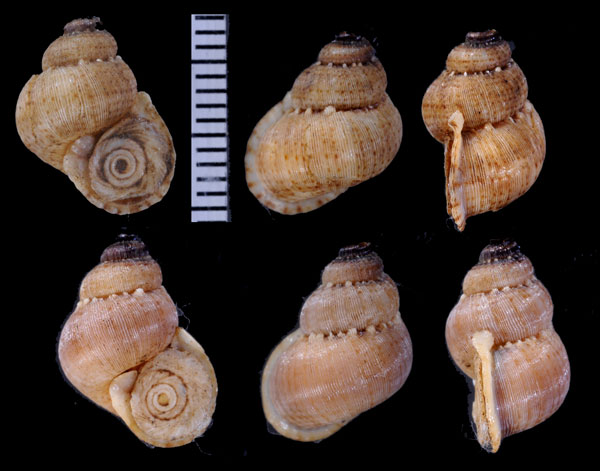 レッドフィールドクチヒレ （仮称） Colobostylus redfieldianus small