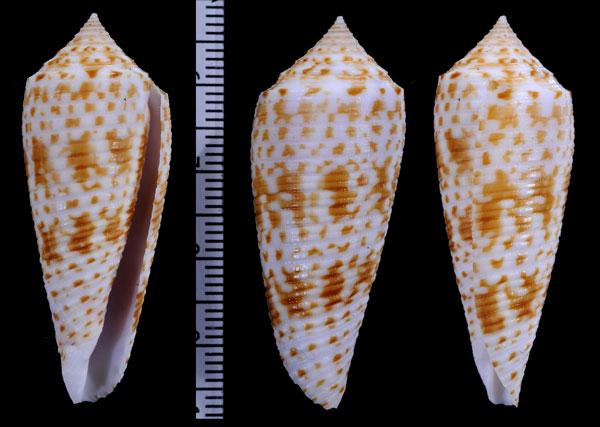 ハデキジビキイモ Conus laterculatus small