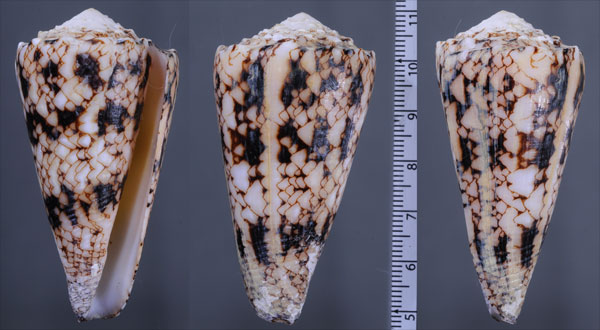 ニコバルマサゴイモ Conus araneosus nicobaricus