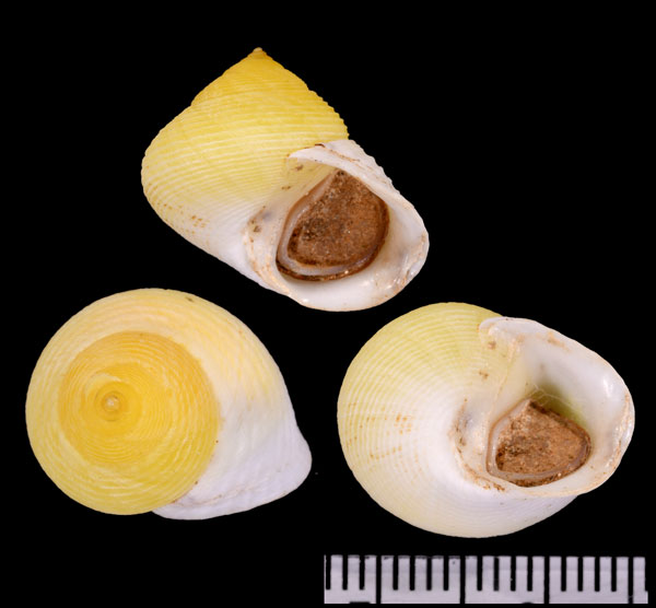 クラッシハイチヤマキサゴ (仮称) Eutrochatella virginea crassicostata small