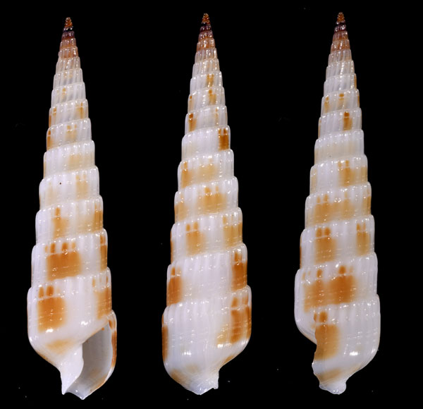 ツヅレタケ Hastulopsis marmorata small