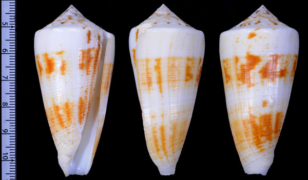 カタハリヤキイモ Conus magus raphanus small