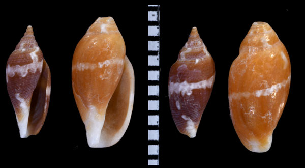 ナンヨウフデシャジク Daphnella sandwicensis small