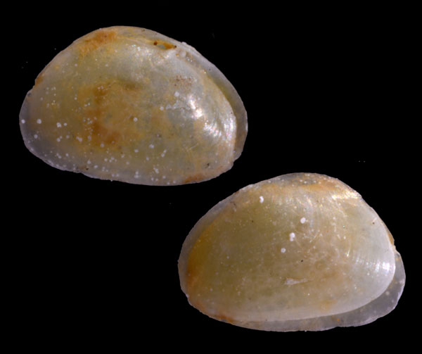 タマノミドリガイ Berthelinia schlumbergeri small