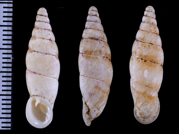 バーベーンギセル (仮称) Hemiphaedusa babeensis small