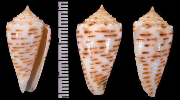 アザミイモ Conus proximus small