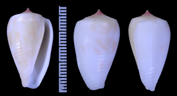 ダイリセキイモ Conus parius small
