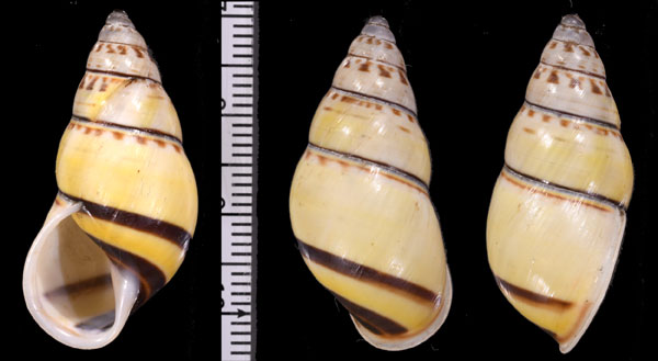 トライオンマレーマイマイ (仮称) Amphidromus flavus var. tryoni small