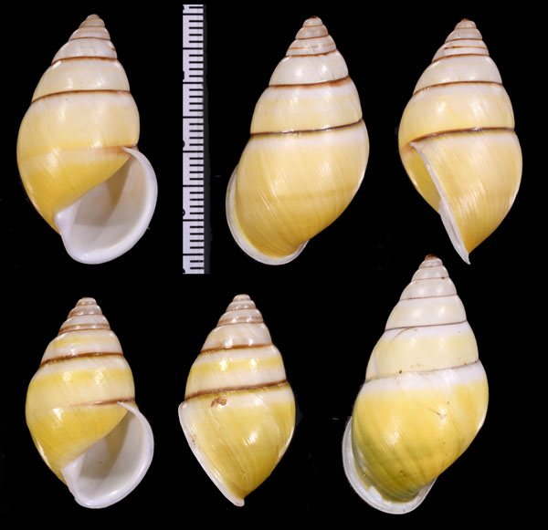 プロタニアマレーマイマイ (仮称) Amphidromus protania small