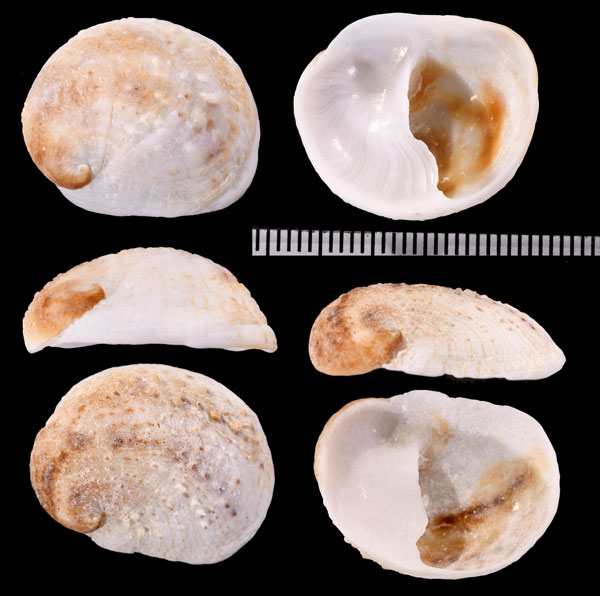 ネッタイエゾフネガイ Bostrycapulus aculeatus small