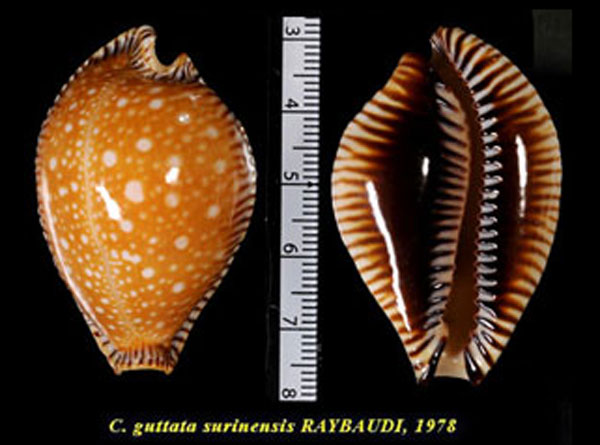 アンダマンクロユリダカラ Perisserosa guttata surinensis