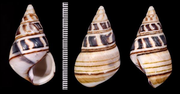 アオミイトヒキマイマイ Liguus fasciatus pallidus small