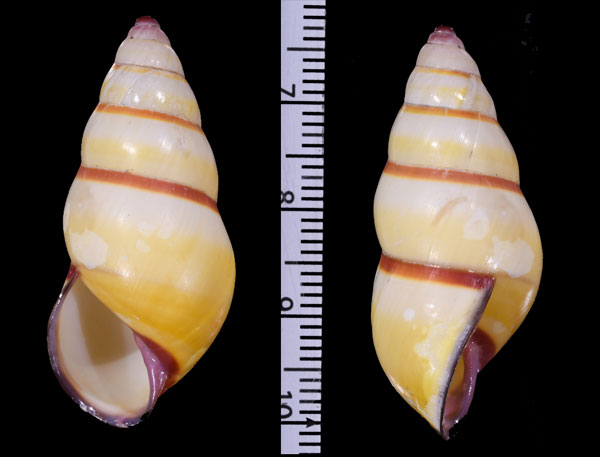 マリアマレイマイマイ (仮称) Amphidromus mariae small