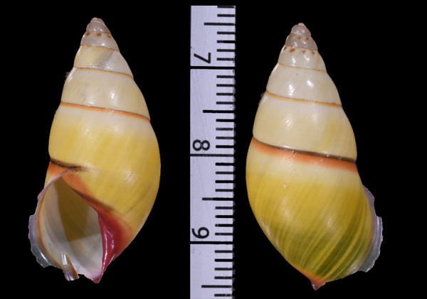 ターケークーマレイマイマイ (仮称) Amphidromus thakhekensis small