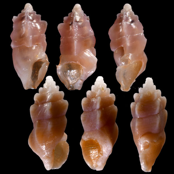 バライロゴカクヒレクダマキ Plagiostropha roseopinna small