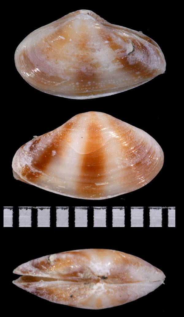 ヒノデコダキガイ Potamocorbula fasciata small