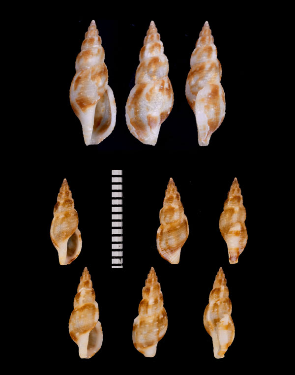 ウネフデシャジク近似種 未詳 Daphnella varicosa aff. small