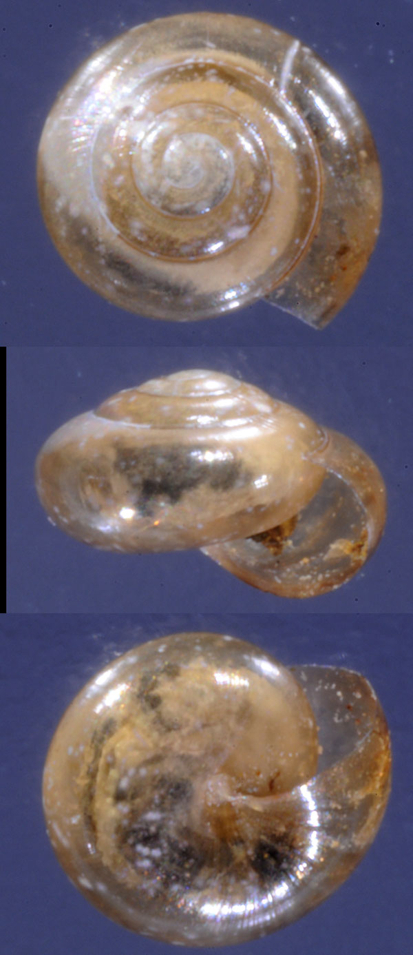 ブラスタギベッコウマイマイ (仮称) Microcystina consobrina small