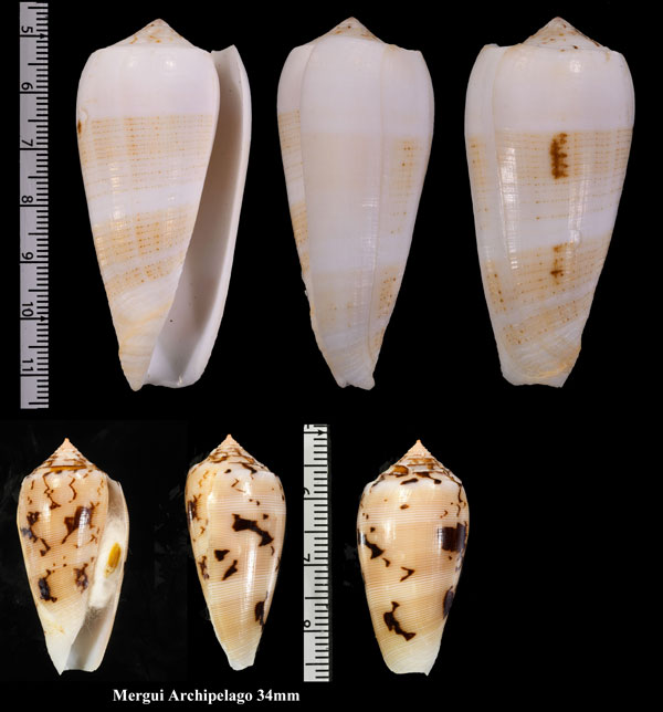 オボロニシキミナシ Conus striatus floridus small