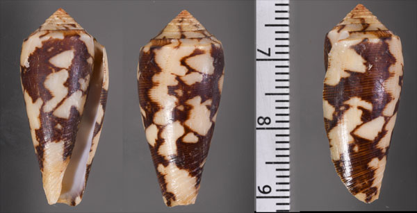 ヤキイモの一型 Conus magus var. signifer small