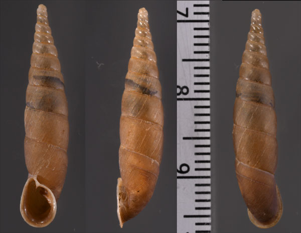 パビアベトナムギセル (仮称) Phaedusa paviei small