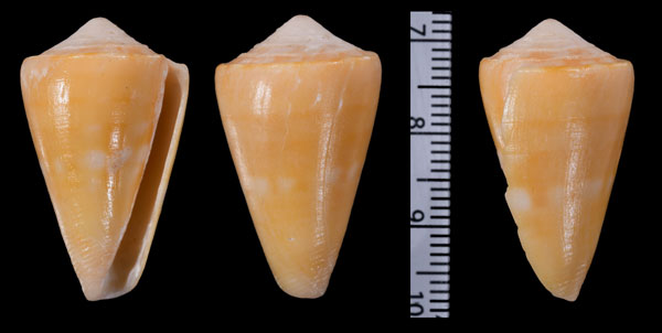 クレンチイモ Conus amphiurgus juliae small