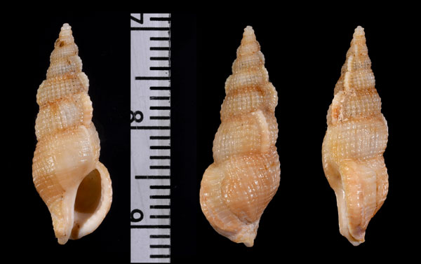 アミメセコバイ Cumia reticulata small