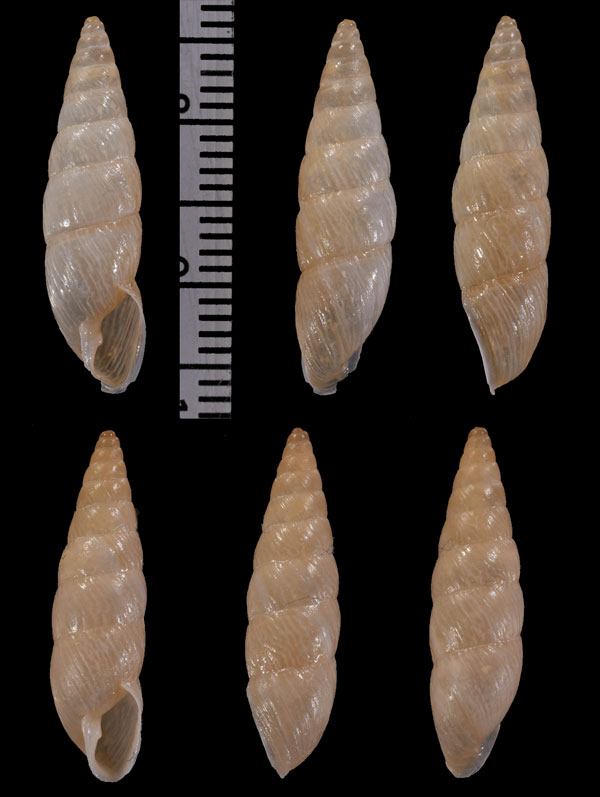 ナガイトカケクチトジギセル (仮称) Clessinia neglecta small