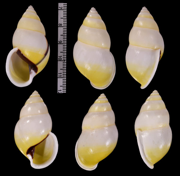 タクミマレーマイマイ Amphidromus atricallosus atricallosus small