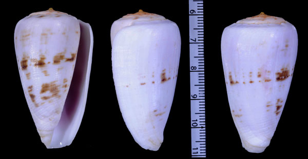 バレンテイモ (仮称) Conus atlanticoselvagem small