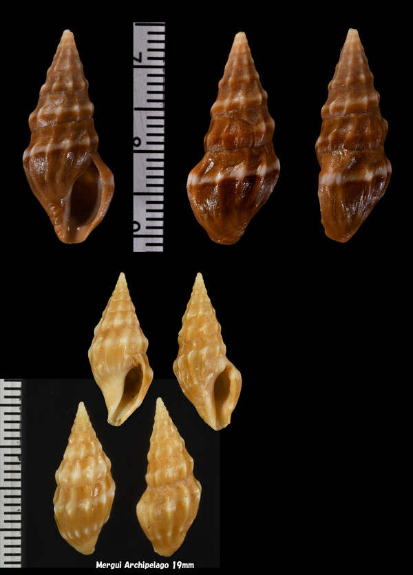 ウミクダマキ 海管巻 Clavus obliquatus small