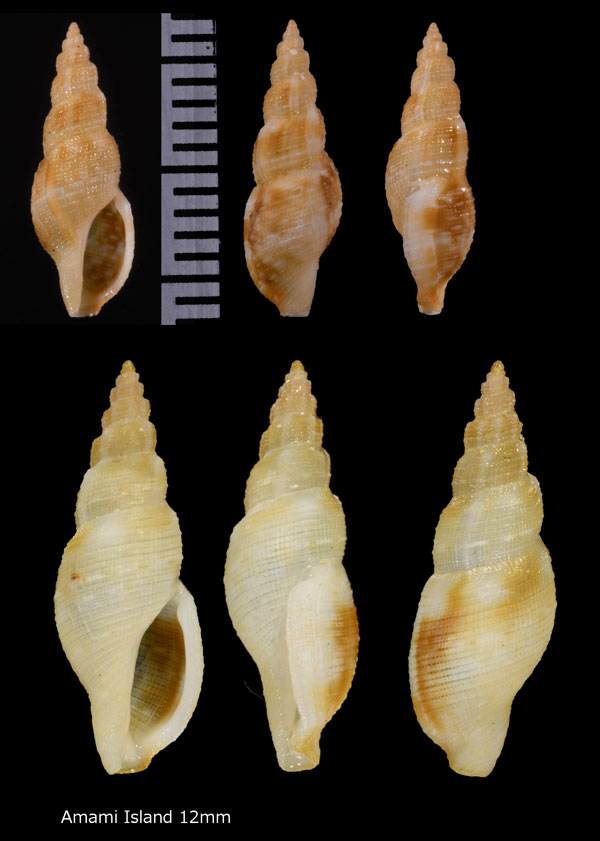 ウネフデシャジク Daphnella varicosa small