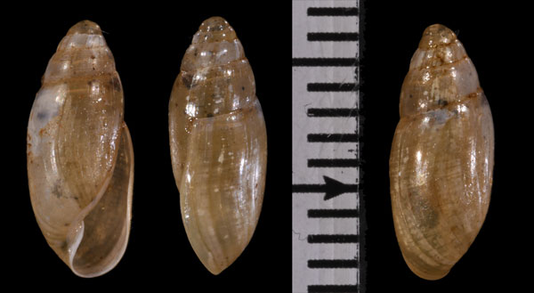 メリダツヤムギマイマイ (仮称) Streptostyla meridana small