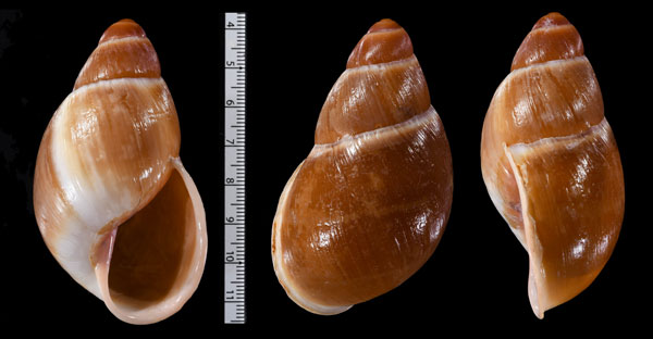ゴイアスウスアカマイマイ (仮称) Megalobulimus sp. small
