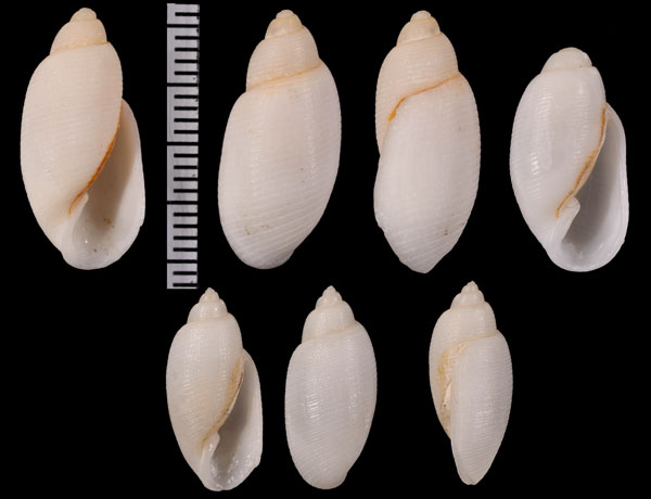 アフリカシロキジビキ (仮称) Rictaxis albus small