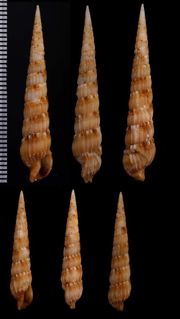ミンダナオシラネタケ (仮称) Hastulopsis mindanaoensis small