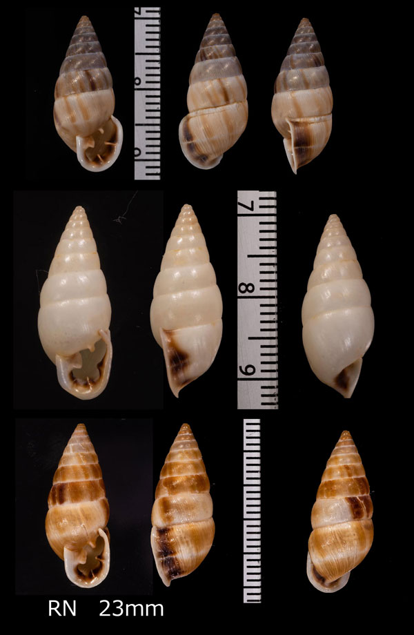 シアラオニグチギセル (仮称) Bahiensis ciaranus small