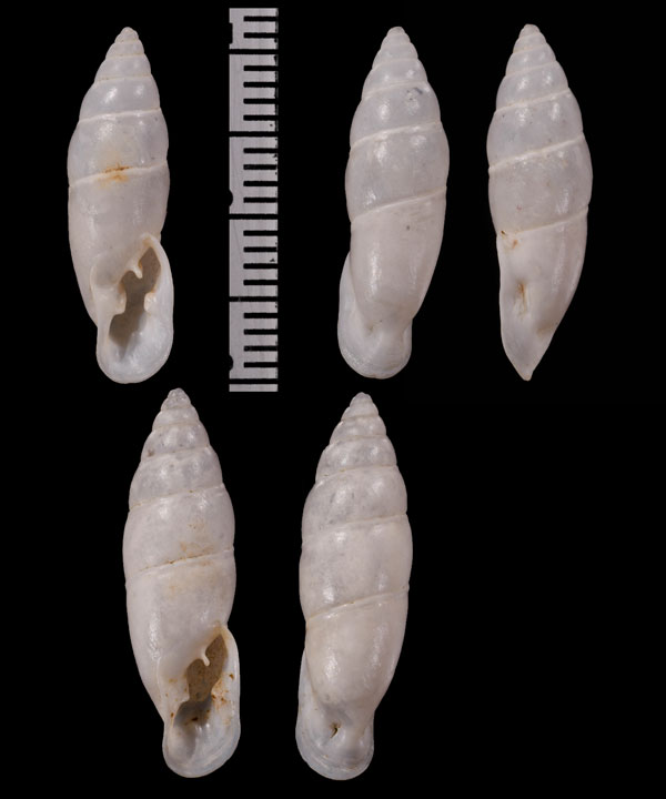 シロクチナガオニグチギセル (仮称) Bahiensis albofilosus small